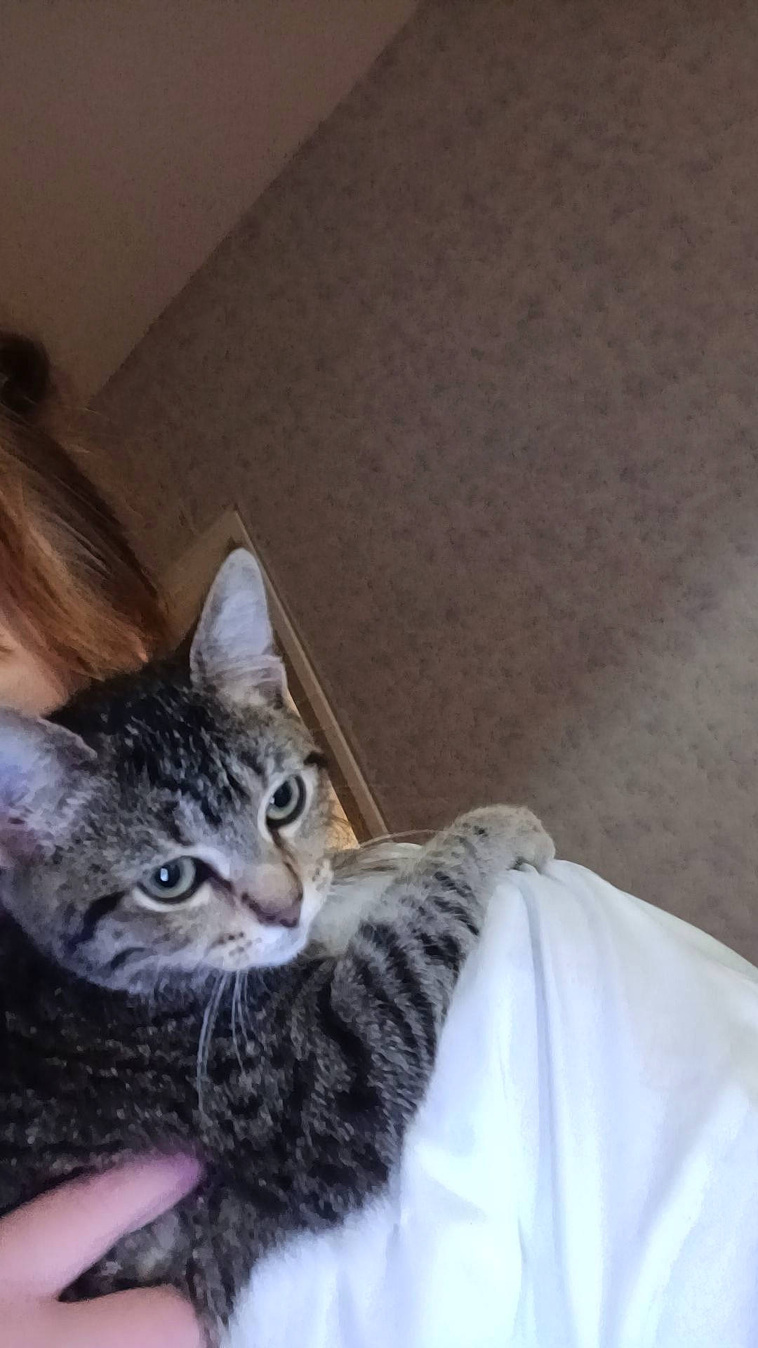 Stella participe au concours pour gagner de l'argent avec cette photo : carnivore, cat, claw, comfort, domestic_short_haired_cat, door, ear, felidae, fur, paw, sitting, small_to_medium_sized_cats, snout, tail, whiskers, wood