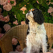 Lucky a rejoint le concours — aidez-le/la à gagner de superbes lots ! dog, cavalier_king_charles_spaniel, wicker_chair, pink_roses, flowers, green_leaves, garden, pet, fluffy_fur, sitting, outdoor, nature, portrait, canine, cute, animal, adorable, fur, looking_away, decorative_pillow