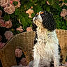 dog, cavalier_king_charles_spaniel, wicker_chair, pink_roses, flowers, green_leaves, garden, pet, fluffy_fur, sitting, outdoor, nature, portrait, canine, cute, animal, adorable, fur, looking_away, decorative_pillow