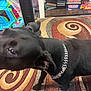 dog, black_dog, chain_collar, indoor, rug, patterned_rug, toy, furniture, floor, blur, pet, animal, living_room, home, chain, movement, carpet, black_fur, domestic_animal, household_items