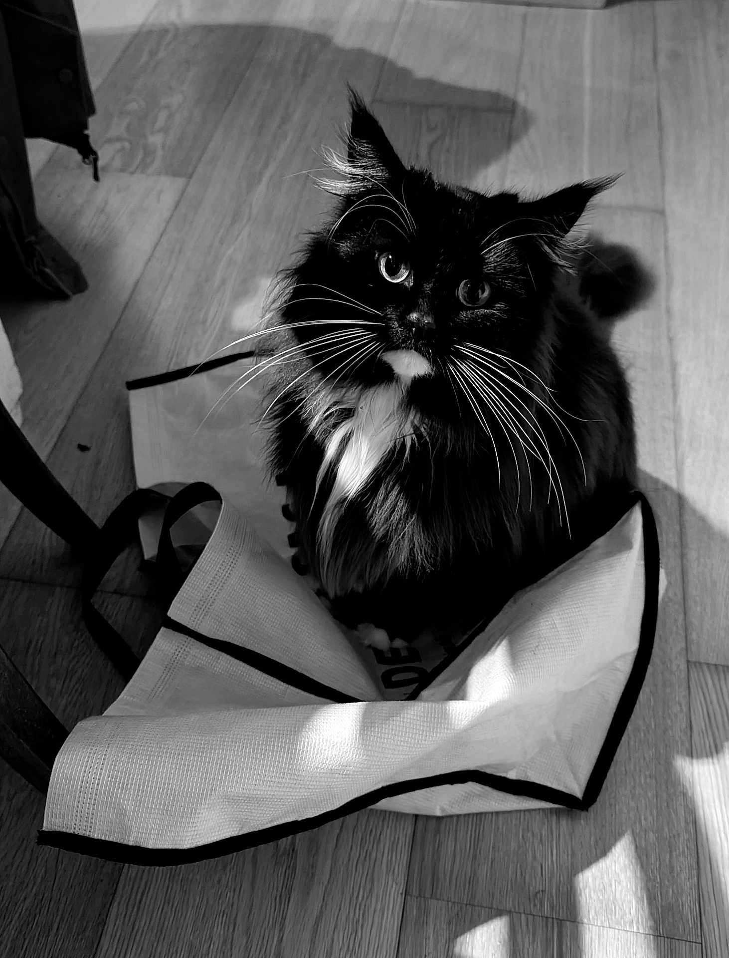 Nuï participe au concours pour gagner de l'argent avec cette photo : cat, black_and_white, whiskers, indoor, wooden_floor, shopping_bag, curious, pet, feline, fluffy, shadow, light, floor, domestic_animal, sitting, close_up, animal, household, cute, fur