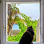 cat, window, windowsill, greenery, plants, fence, outdoor, indoor, fluffy, pet, animal, nature, daylight, quiet, relaxation, home, garden, tree, leaves, peaceful