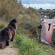 Nuï participe au concours pour gagner de l'argent avec cette photo : cat, black_cat, fluffy_fur, outdoor, nature, grass, boat, water, dock, wood, shrubbery, cloudy_sky, path, animal, pet, leash, rustic, calm, number_one, wilderness