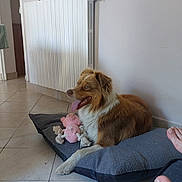 Sodi a rejoint le concours — aidez-le/la à gagner de superbes lots ! dog, pet, indoor, floor, tile, bed, toy, plush, relaxed, panting, brown, white, wall, radiator, feet, comfort, domestic, home, animal, laying