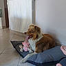 dog, pet, indoor, floor, tile, bed, toy, plush, relaxed, panting, brown, white, wall, radiator, feet, comfort, domestic, home, animal, laying