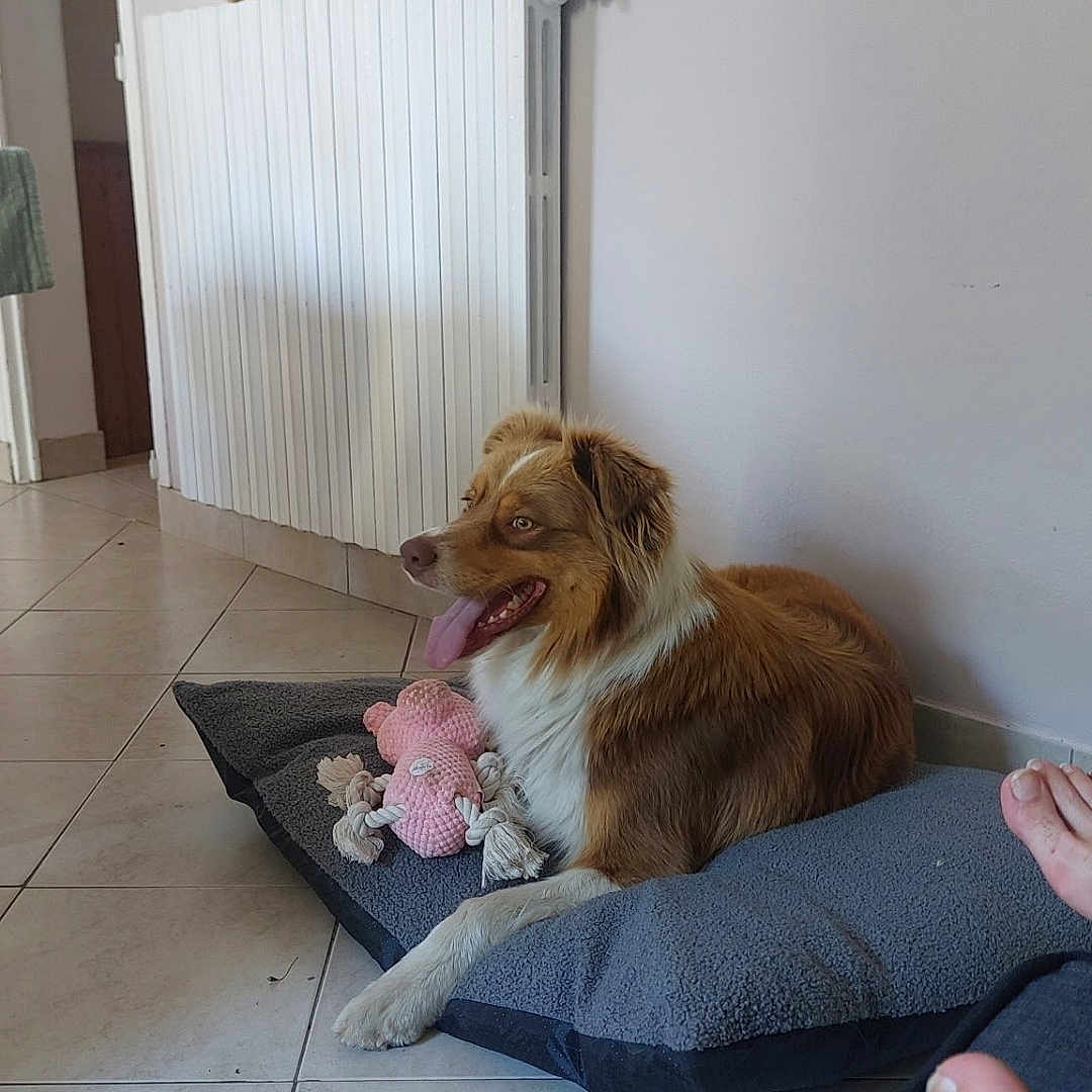 Sodi a rejoint le concours — aidez-le/la à gagner de superbes lots ! dog, pet, indoor, floor, tile, bed, toy, plush, relaxed, panting, brown, white, wall, radiator, feet, comfort, domestic, home, animal, laying