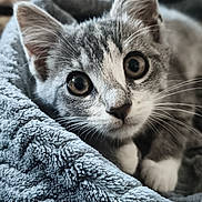 Nana participe au concours pour gagner de l'argent avec cette photo : animal, blanket, cat, closeup, cozy, cute, domestic, ears, eyes, feline, fur, gray, indoor, kitten, pet, portrait, resting, soft, whiskers, white