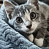 animal, blanket, cat, closeup, cozy, cute, domestic, ears, eyes, feline, fur, gray, indoor, kitten, pet, portrait, resting, soft, whiskers, white