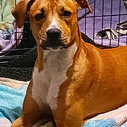 Darla is registered to the contest to win money with this photo: dog, brown_dog, pet, indoor, blanket, crate, resting, animal, canine, fur, white_chest, ears, looking, calm, lying_down, soft_texture, cozy, domestic, companion, portrait