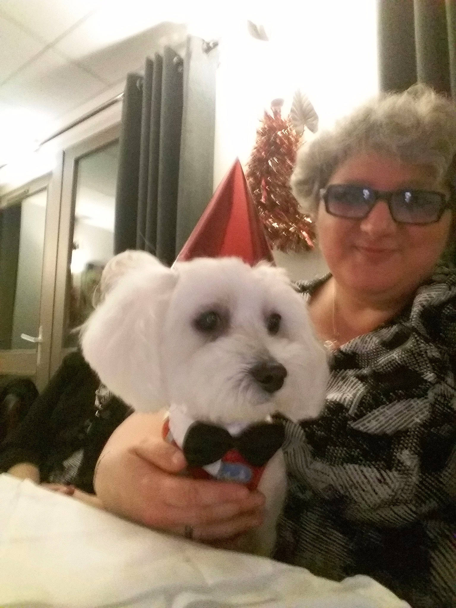 Maïa participe au concours pour gagner de l'argent avec cette photo : bichon, bichon_frise, bolognese, carnivoran, cockapoo, companion_dog, coton_de_tulear, dog, dog_breed, dog_breed_group, dog_like_mammal, havanese, maltese, non_sporting_group, person, puppy, puppy_love, schnoodle, snout, vertebrate