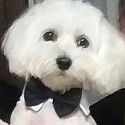 Maïa participe au concours pour gagner de l'argent avec cette photo : bichon, bichon_frise, black_and_white, bolognese, carnivoran, cavachon, cockapoo, companion_dog, dog, dog_breed, dog_breed_group, dog_like_mammal, havanese, lowchen, maltese, non_sporting_group, puppy, snout, toy_dog, vertebrate