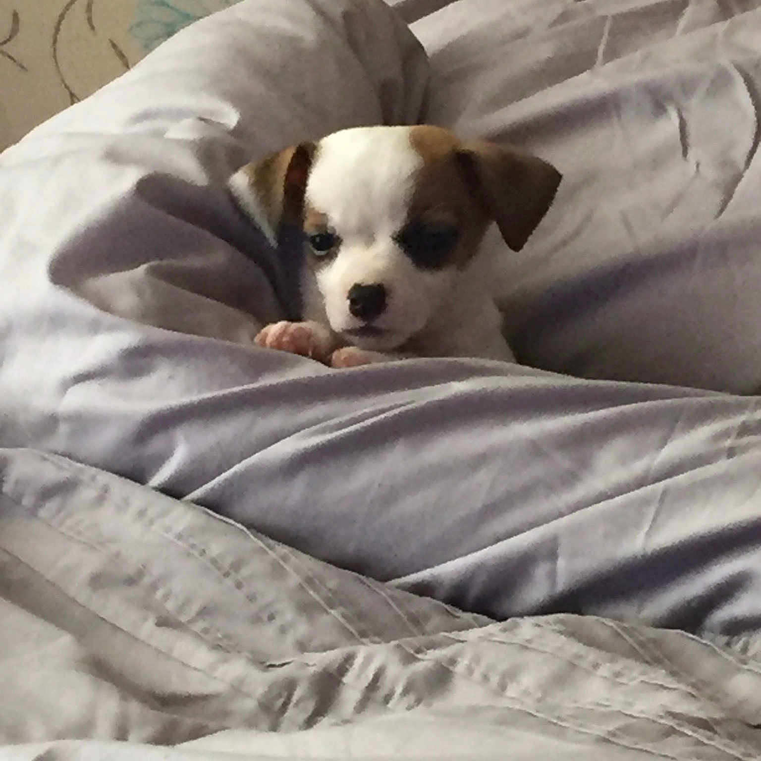 Mia is registered to the contest to win money with this photo: boston_terrier, carnivoran, companion_dog, dog, dog_breed, dog_breed_group, dog_like_mammal, non_sporting_group, puppy, snout