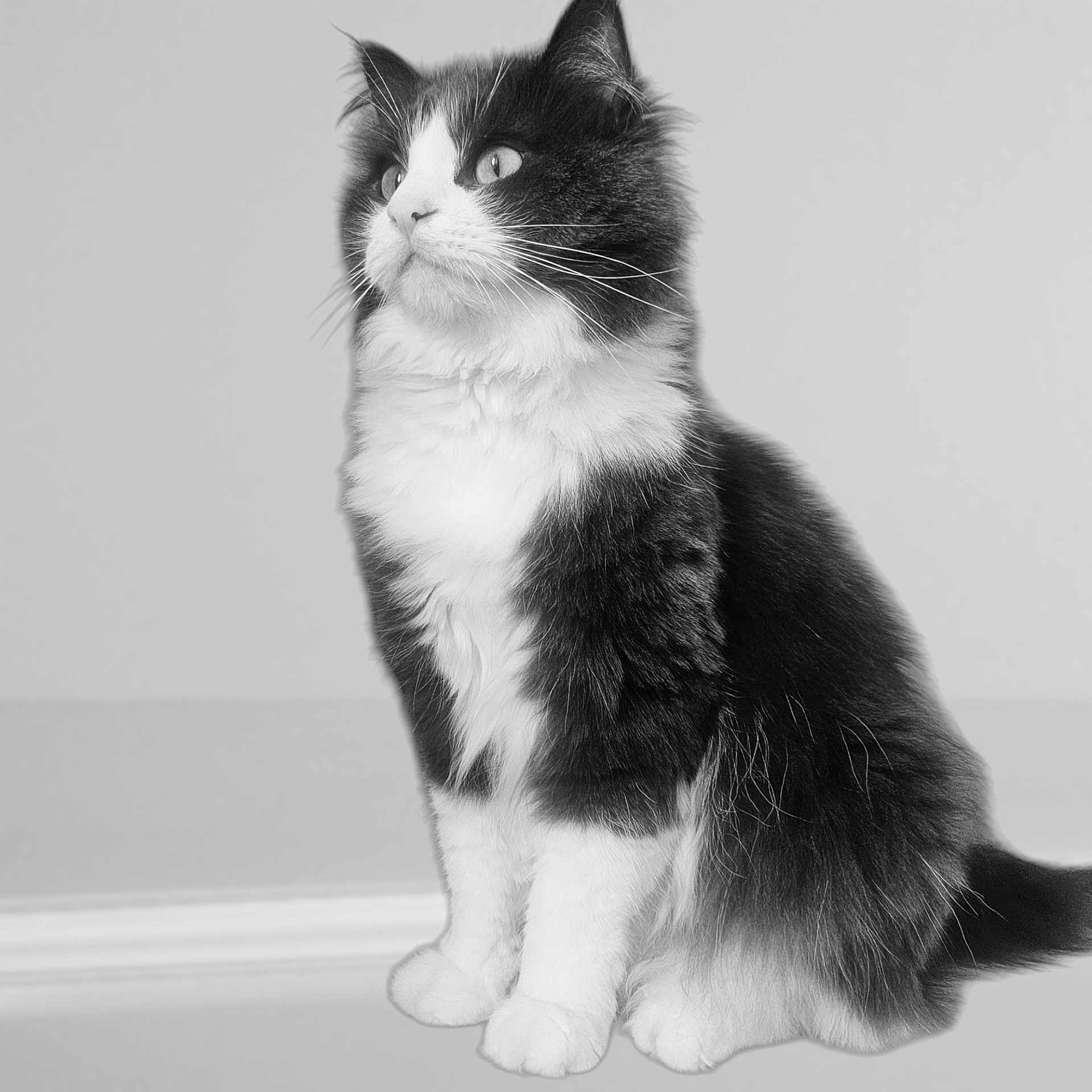 Benji is registered to the contest to win money with this photo: abyssinian, angora, animal, blackcat, cat, kitten, manx, pet, siamese, white