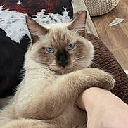 Bill is registered to the contest to win money with this photo: cat, blue_eyes, fluffy, pet, animal, paw, cushion, arm, indoor, feline, resting, close_up, fur, whiskers, domestic_cat, human_arm, cozy, brown, background, cute