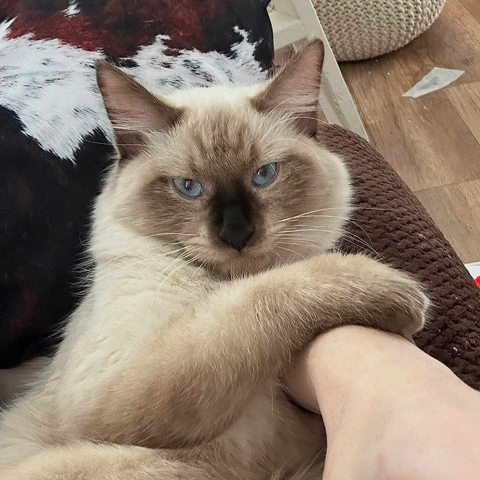 Bill is registered to the contest to win money with this photo: cat, blue_eyes, fluffy, pet, animal, paw, cushion, arm, indoor, feline, resting, close_up, fur, whiskers, domestic_cat, human_arm, cozy, brown, background, cute