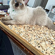 Bill joined the competition — help win amazing prizes! animal, blue_eyes, brown_points, cat, close_up, cream_fur, fluffy, game_board, indoor, kitten, letter_tiles, long_hair, pet, portrait, relaxed, scrabble, sitting, table, white_fur, wooden_tray
