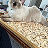 animal, blue_eyes, brown_points, cat, close_up, cream_fur, fluffy, game_board, indoor, kitten, letter_tiles, long_hair, pet, portrait, relaxed, scrabble, sitting, table, white_fur, wooden_tray