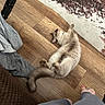 Bill is registered to the contest to win money with this photo: belly_up, cat, cream_colored, floor, fluffy, fur, home, human_legs, indoor, kitten, lying_down, pants, paws, pet, photography, playful, relaxed, rug, tail, wooden_floor