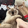 Bill joined the competition — help win amazing prizes! animal, blanket, blue_eyes, cat, couch, cream_fur, dark_mask, fluffy, home, human_arm, indoor, kitten, long_hair, lounging, paw, pet, relaxed, toys, whiskers, wooden_floor