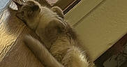 Bill is registered to the contest to win money with this photo: animal, belly_up, cat, cozy, cute, feline, fluffy, fur, home, indoor, lying_down, nap, paws, pet, relaxed, sleeping, sunlight, tail, window, wood_floor