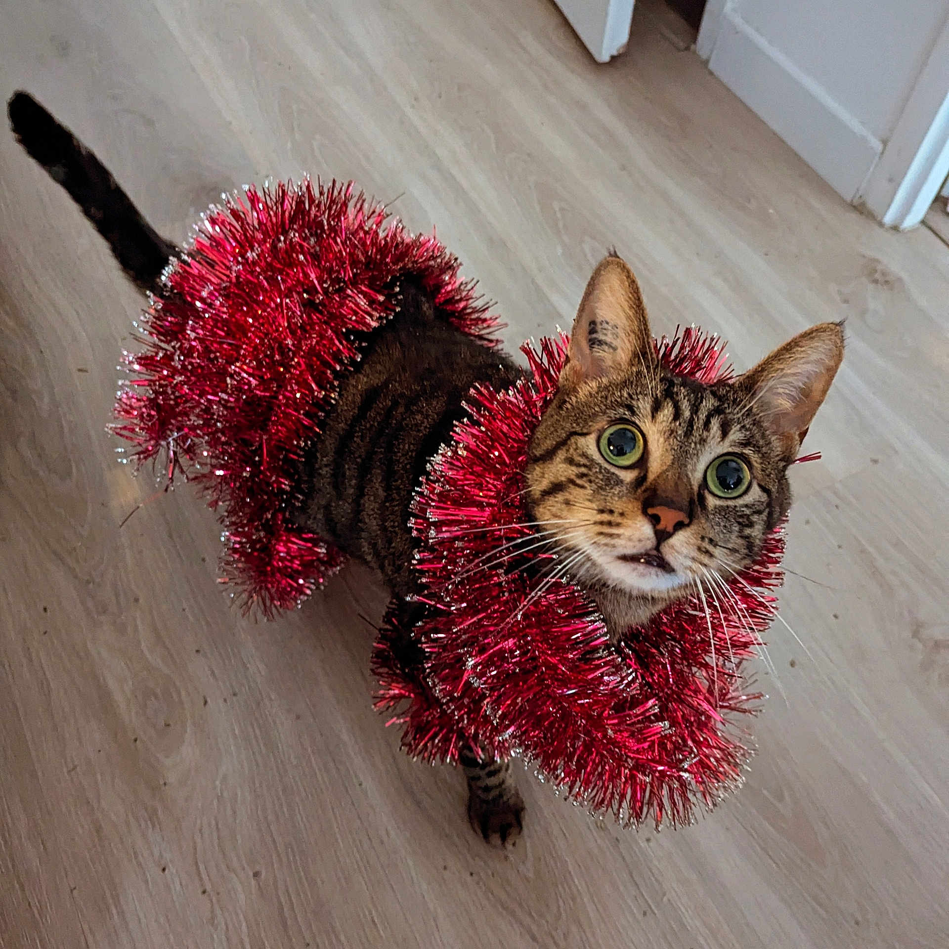 Minouche participe au concours pour gagner de l'argent avec cette photo : abyssinian, accessories, animal, canine, cat, clothing, dog, featherboa, flower, flowerarrangement, furniture, hardwood, kitten, knitwear, manx, pet, plant, plywood, sweater, wood