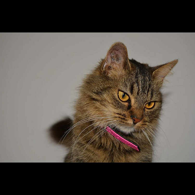 Louna