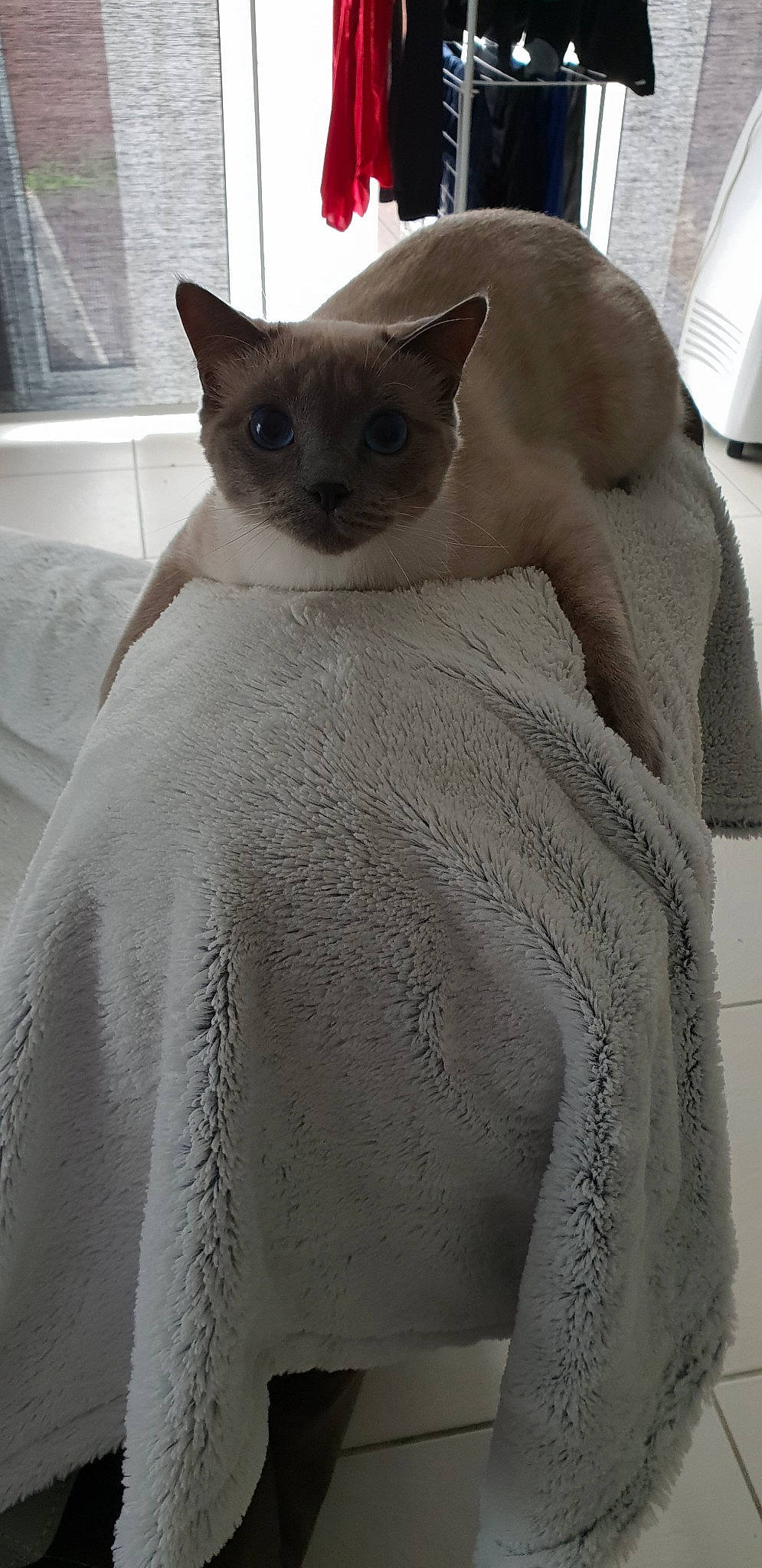 Osiris participe au concours pour gagner de l'argent avec cette photo : carnivore, cat, comfort, creative_arts, domestic_short_haired_cat, embellishment, fawn, felidae, fur, grey, iris, pattern, sleeve, small_to_medium_sized_cats, snout, tail, terrestrial_animal, whiskers, white