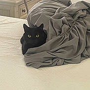 Bill joined the competition — help win amazing prizes! black_cat, cat, bed, bedsheet, gray, feline, pet, indoor, bedroom, nightstand, electronics, cozy, curled_up, resting, animal, domestic_animal, fur, whiskers, ears, eyes