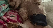 Ringo joined the competition — help win amazing prizes! adorable, animal, blanket, canine, comfort, cozy, cute, dog, fluffy, fur, furball, home, indoor, lying_down, nap, paw, pet, relaxed, resting, sleeping