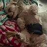 dog, sleeping, blanket, fluffy, pet, cozy, indoor, relaxed, fur, paw, cute, resting, animal, home, comfort, nap, furball, adorable, canine, lying_down