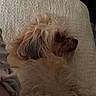Ringo is registered to the contest to win money with this photo: dog, fluffy, curly_hair, couch, beige, pet, indoor, relaxed, side_view, fur, resting, cozy, animal, home, domestic, companion, laying_down, texture, soft_lighting, quiet
