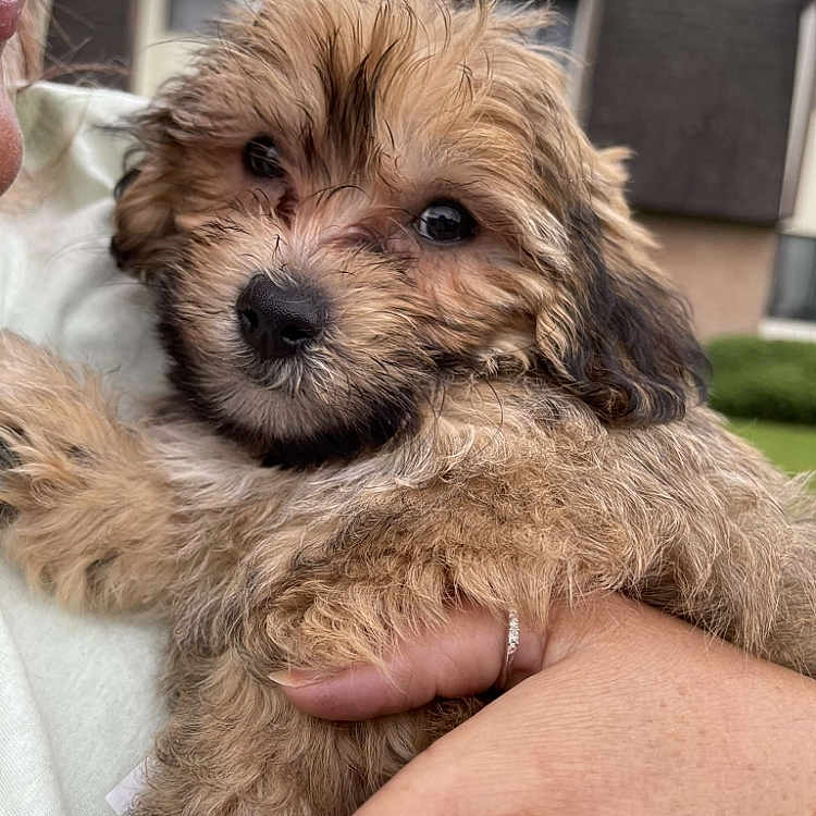 Ringo