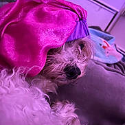Ringo is registered to the contest to win money with this photo: dog, pet, fur, blanket, fabric, purple, pink, indoor, sleepy, cozy, cute, animal, canine, resting, soft, closeup, curly_fur, domestic_animal, bed, relaxation