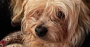 Ringo joined the competition — help win amazing prizes! dog, pet, fur, closeup, animal, cute, companion, quilt, pattern, cozy, indoor, portrait, muzzle, whiskers, relaxed, cuddly, soft, warm, blond_hair, human_presence