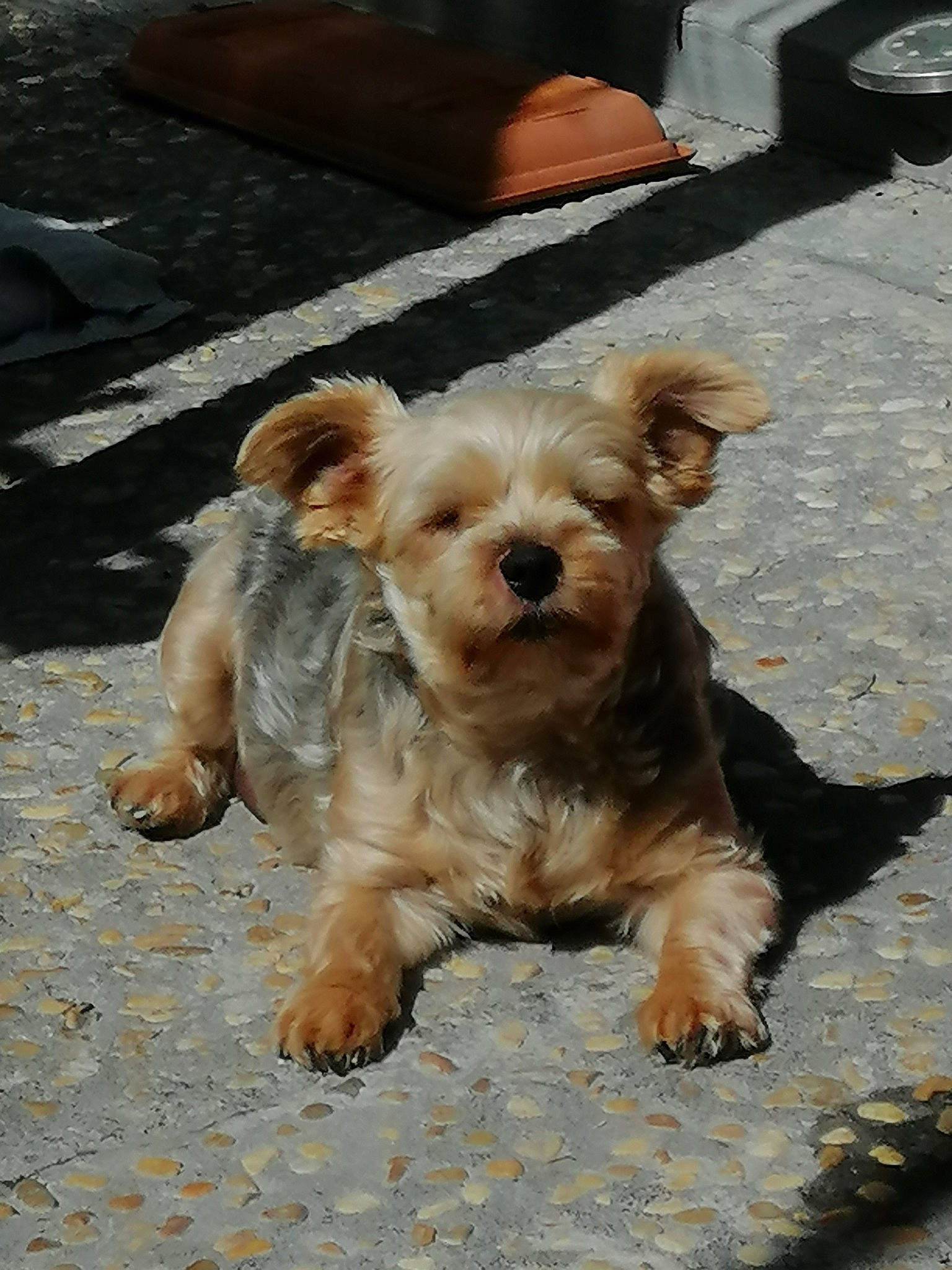 Kitty a rejoint le concours — aidez-le/la à gagner de superbes lots ! canidae, carnivore, companion_dog, dog, dog_breed, dutch_smoushond, glen_of_imaal_terrier, maltepoo, mammal, morkie, norwich_terrier, poodle_crossbreed, puppy, small_terrier, snout, sporting_lucas_terrier, terrier, vertebrate, yorkipoo, yorkshire_terrier