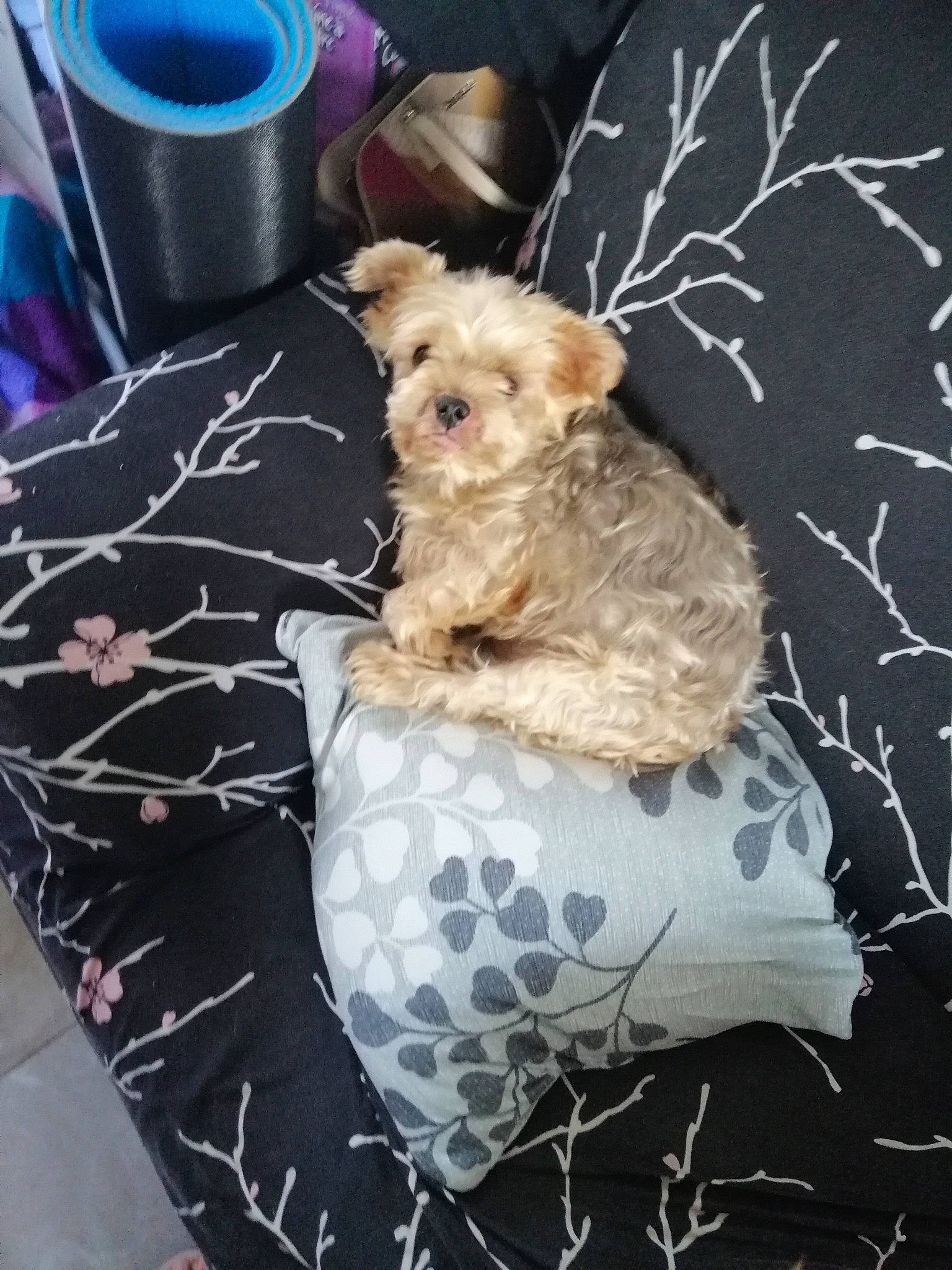 Kitty participe au concours pour gagner de l'argent avec cette photo : bolonka, cairn_terrier, canidae, carnivore, companion_dog, dog, dog_breed, fawn, mammal, morkie, norwich_terrier, puppy, rare_breed_dog, schnoodle, small_terrier, terrier, toy_dog, vertebrate, yorkipoo, yorkshire_terrier