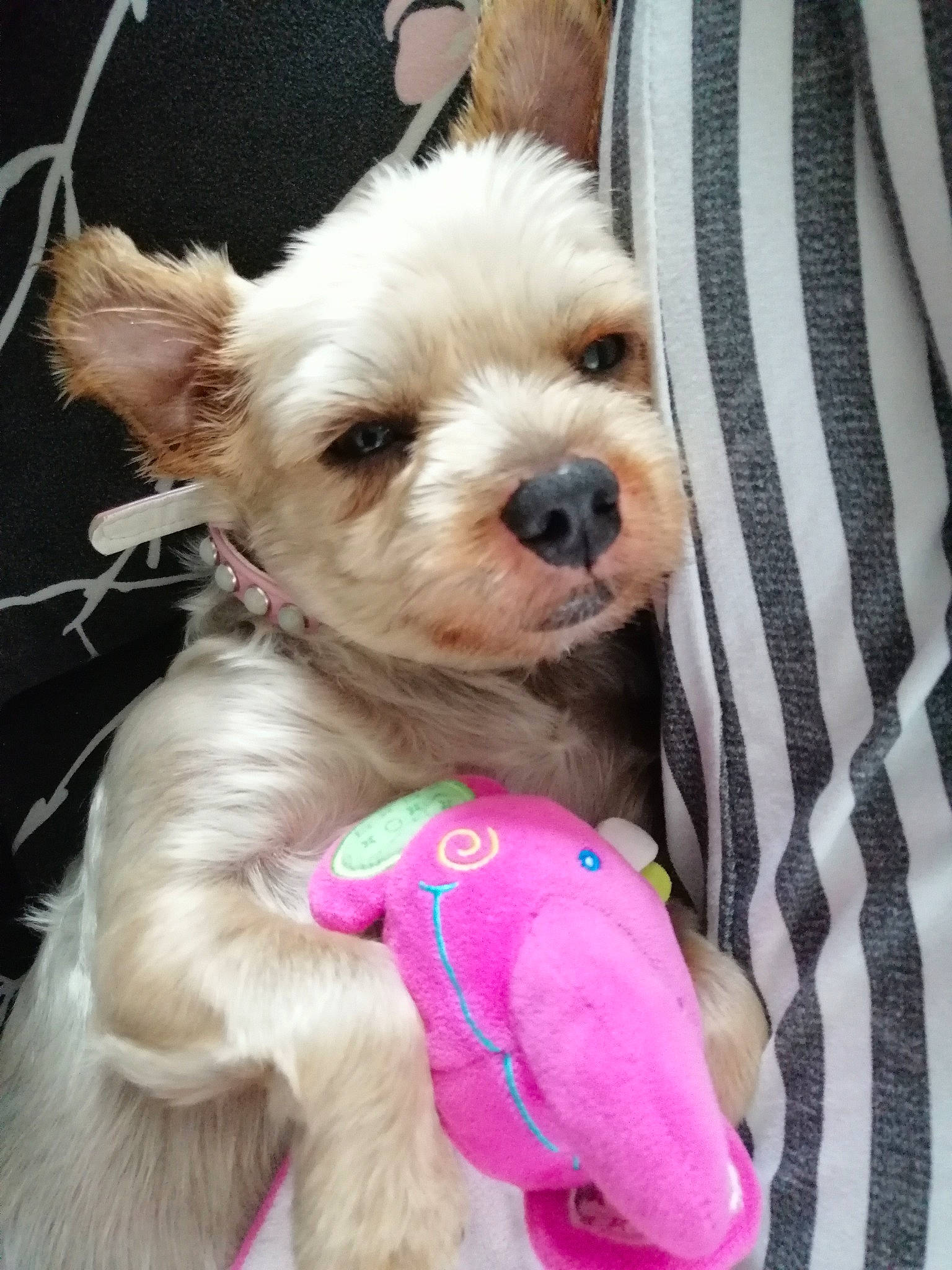 Kitty a rejoint le concours — aidez-le/la à gagner de superbes lots ! canidae, carnivore, companion_dog, dog, dog_breed, maltepoo, maltese, mammal, morkie, pink, puppy, puppy_love, rare_breed_dog, schnoodle, shih_tzu, sporting_group, sporting_lucas_terrier, toy_dog, vertebrate, west_highland_white_terrier