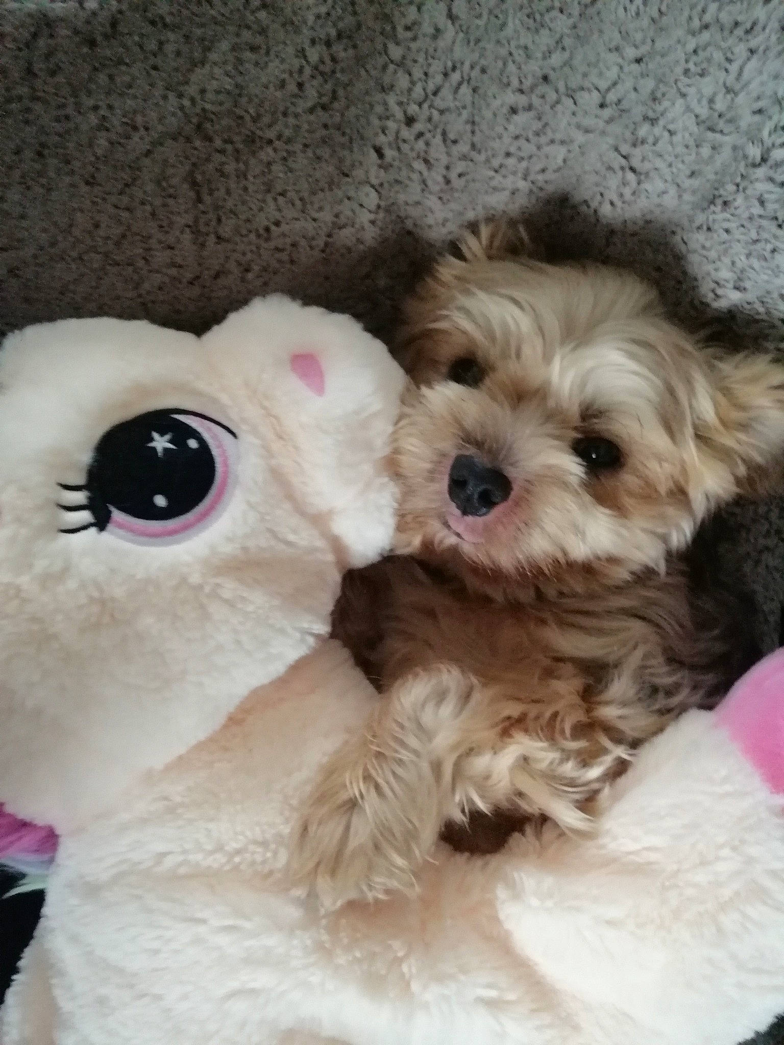 Kitty participe au concours pour gagner de l'argent avec cette photo : bichon, bolonka, canidae, carnivore, cavapoo, cockapoo, companion_dog, dog, dog_breed, maltepoo, maltese, mammal, morkie, pekapoo, puppy, puppy_love, schnoodle, shih_poo, toy_poodle, vertebrate