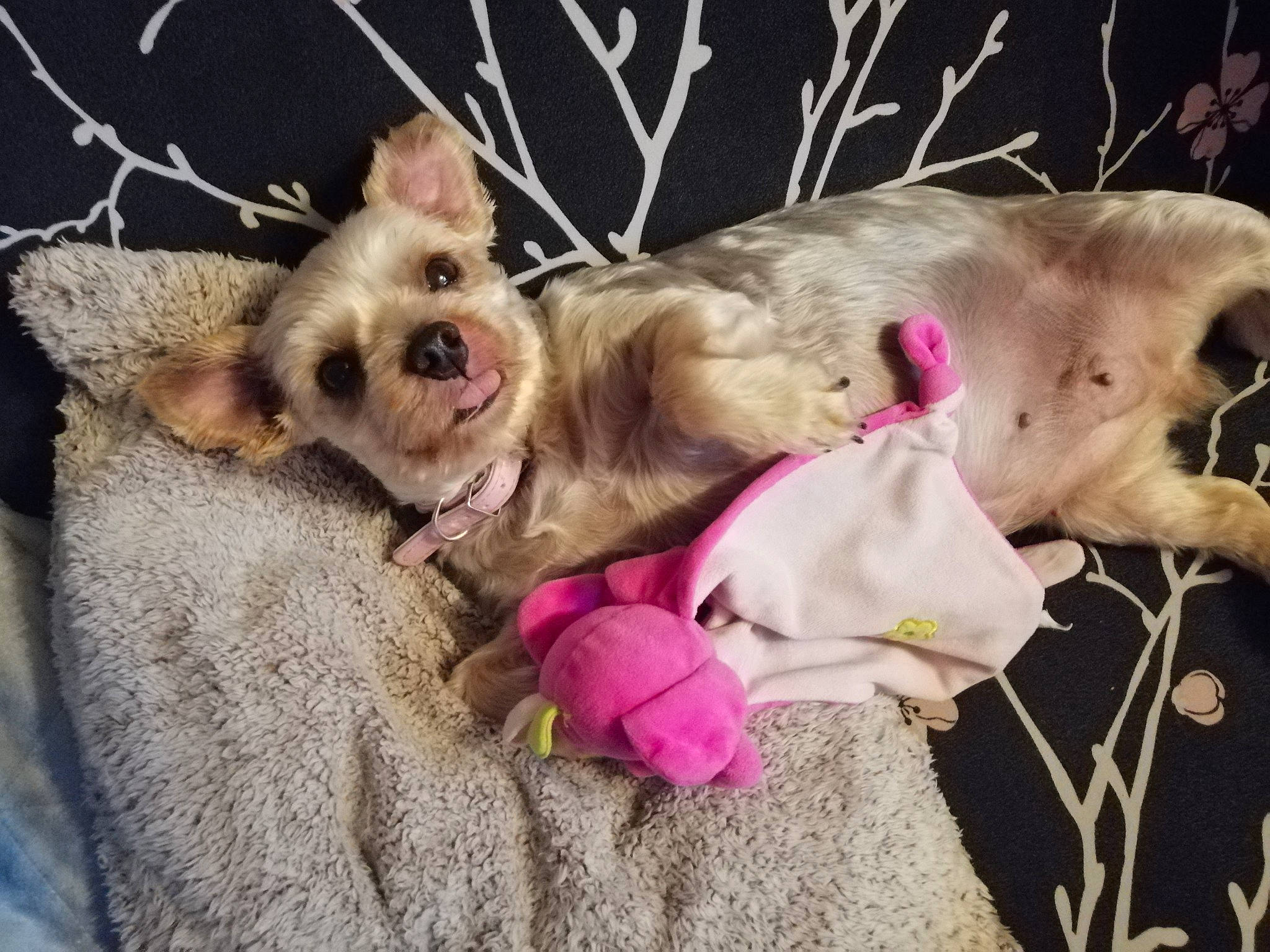 Kitty a rejoint le concours — aidez-le/la à gagner de superbes lots ! cairn_terrier, canidae, carnivore, companion_dog, dog, dog_breed, ear, fawn, love, morkie, nap, pink, puppy, puppy_love, terrier, toy_dog, west_highland_white_terrier, yorkshire_terrier