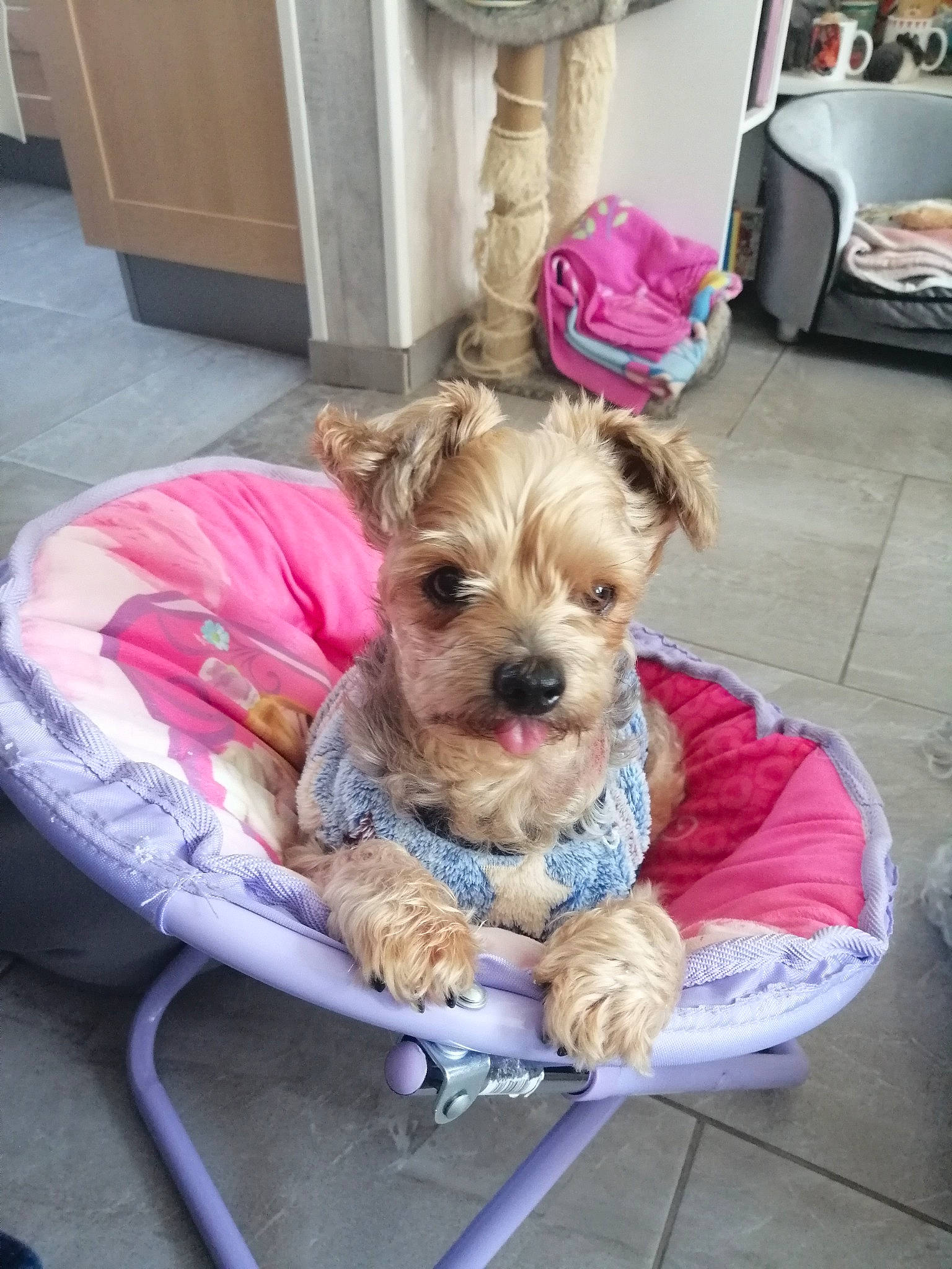 Feurby participe au concours pour gagner de l'argent avec cette photo : bolonka, canidae, carnivore, companion_dog, dog, dog_breed, maltepoo, mammal, morkie, norfolk_terrier, puppy, rare_breed_dog, schnoodle, small_terrier, sporting_group, sporting_lucas_terrier, terrier, toy_dog, yorkipoo, yorkshire_terrier