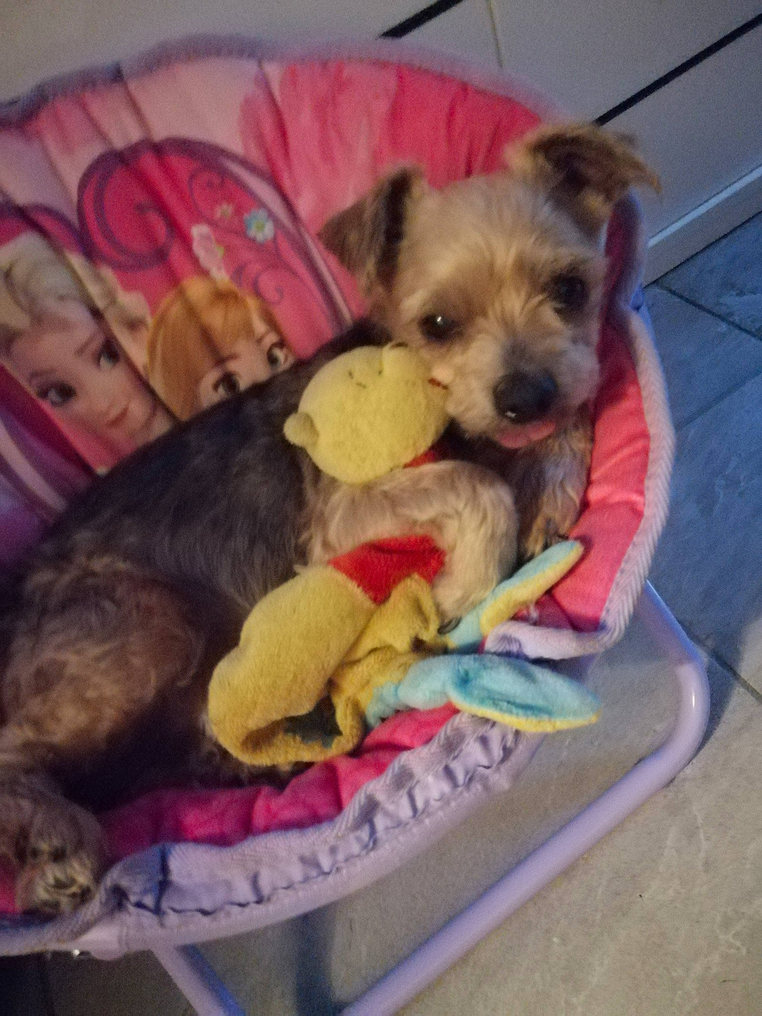 Feurby a rejoint le concours — aidez-le/la à gagner de superbes lots ! border_terrier, cairn_terrier, canidae, carnivore, companion_dog, dog, dog_breed, mammal, morkie, norfolk_terrier, norwich_terrier, puppy, schnoodle, shih_tzu, sporting_lucas_terrier, toy_dog, vertebrate, yorkipoo, yorkshire_terrier