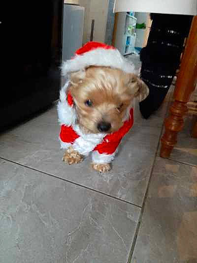 Feurby a rejoint le concours — aidez-le/la à gagner de superbes lots ! canidae, carnivore, cavachon, cockapoo, companion_dog, dog, dog_breed, havanese, lhasa_apso, maltepoo, maltese, mammal, morkie, puppy, schnoodle, shih_tzu, sporting_lucas_terrier, toy_poodle, vertebrate, yorkipoo