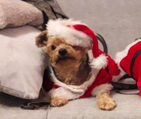 Feurby a rejoint le concours — aidez-le/la à gagner de superbes lots ! bolonka, canidae, carnivore, chinese_imperial_dog, companion_dog, dog, dog_breed, dog_clothes, dog_supply, lhasa_apso, maltepoo, maltese, mammal, pekapoo, puppy, puppy_love, santa_claus, shih_tzu, toy_dog, toy_poodle