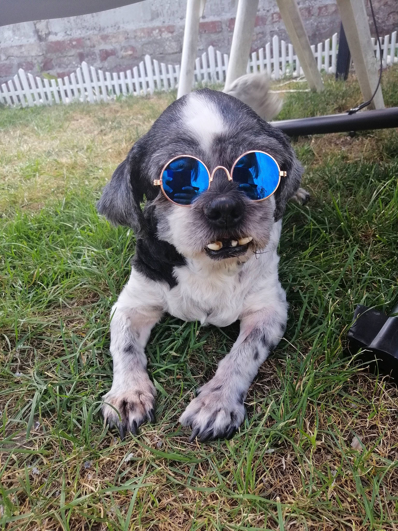 Poutchy a rejoint le concours — aidez-le/la à gagner de superbes lots ! canidae, carnivore, companion_dog, dog, dog_breed, eyewear, glasses, grass, pointer, puppy, snout, sporting_group, sunglasses, vision_care