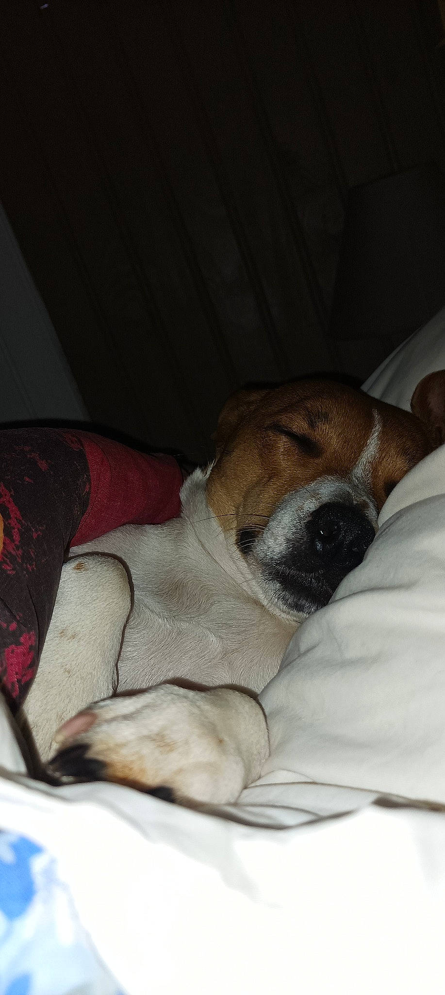 Ainoha a rejoint le concours — aidez-le/la à gagner de superbes lots ! carnivore, comfort, companion_dog, couch, dog, dog_breed, dog_supply, ear, fawn, fur, linens, nap, paw, snout, sporting_group, street_dog, whiskers, working_animal