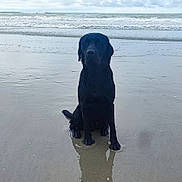 Taz participe au concours pour gagner de l'argent avec cette photo : dog, black_dog, beach, sand, water, sea, waves, cloudy_sky, wet, reflection, animal, outdoor, nature, pet, canine, calm, sitting, shore, coast, overcast