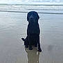 dog, black_dog, beach, sand, water, sea, waves, cloudy_sky, wet, reflection, animal, outdoor, nature, pet, canine, calm, sitting, shore, coast, overcast