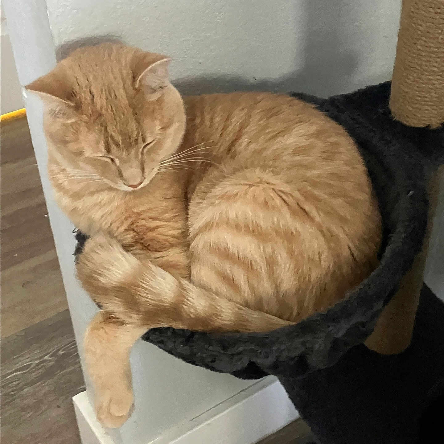 Jack Jack is registered to the contest to win money with this photo: abyssinian, angora, animal, architecture, basin, cat, chair, drawer, fountain, furniture, hardwood, kitten, manx, person, pet, sleeping, water, window, windowsill, wood