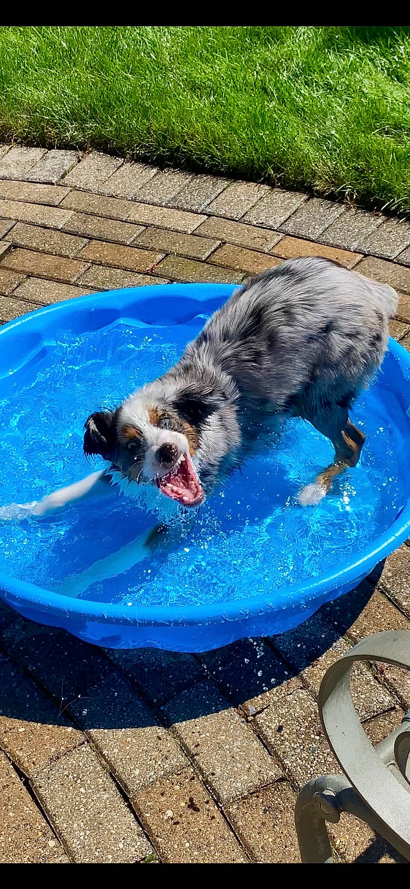Katie is registered to the contest to win money with this photo: blue, canidae, carnivore, dog_breed, electric_blue, fluid, grass, leisure, liquid, recreation, sporting_group, tail, terrestrial_animal, water