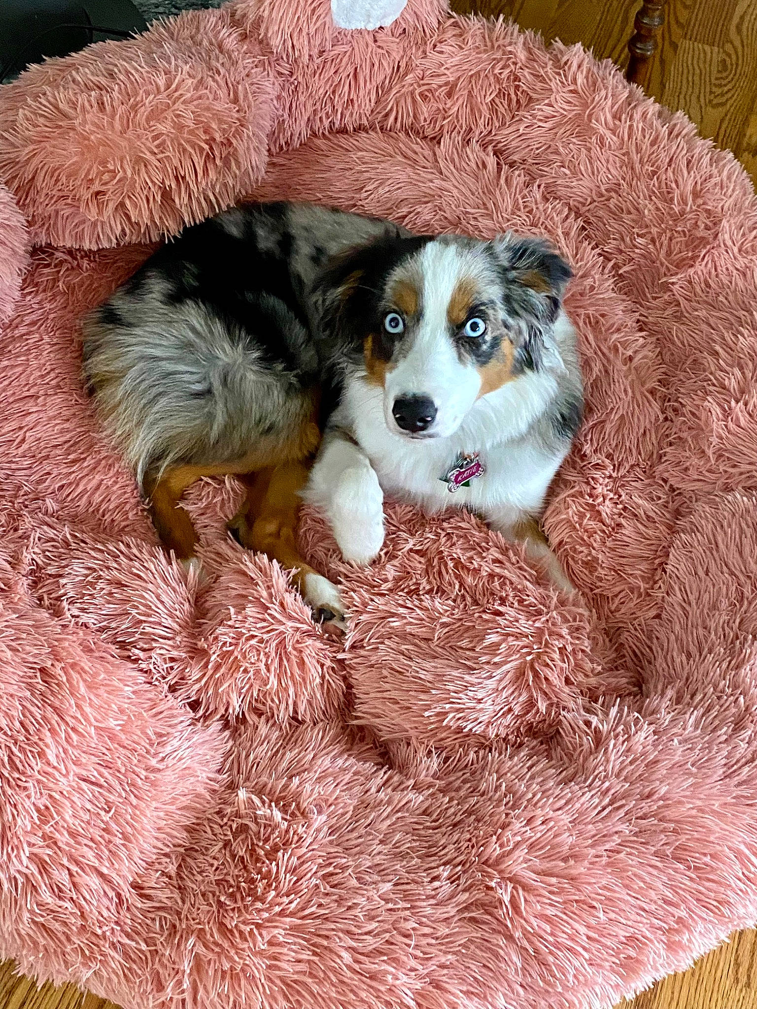 Katie joined the competition — help win amazing prizes! ball, canidae, carnivore, comfort, companion_dog, dog, dog_bed, dog_breed, dog_supply, fur, mammal, pattern, pet_supply, puppy, sporting_group, toy, toy_dog, vertebrate, working_animal, working_dog